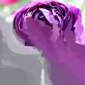 Purple Ranunculus Bulbs - 30 Quality Corms for Planting - Indoor & Outdoor Flowers - Image 1