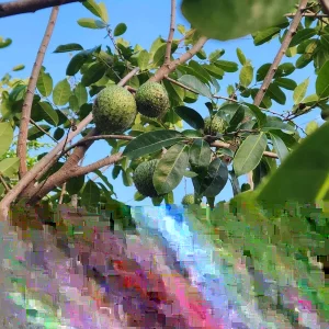 Annona Muricata Mountain Soursop Live Plant – 12-20 Inch Tropical Fruit Tree - Image 2