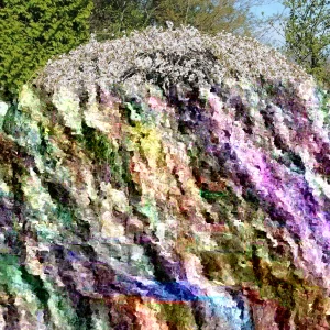 Weeping Yoshino Cherry Tree - Live Plant 24-36 In Tall - Prunus x yedoensis 'Shidare Yoshino' Outdoor - Image 3